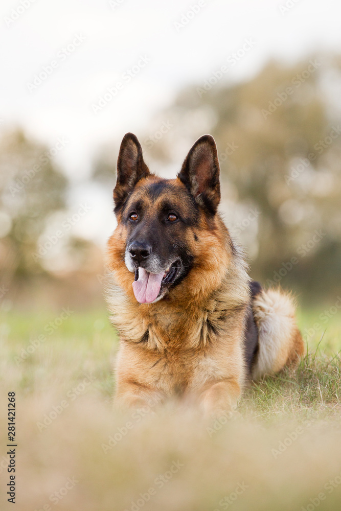 Altdeutscher Schäferhund im Herbst Altdeutscher Schäferhund im Herbst