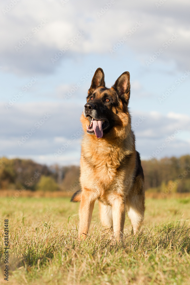 Fototapeta premium Altdeutscher Schäferhund im Herbst