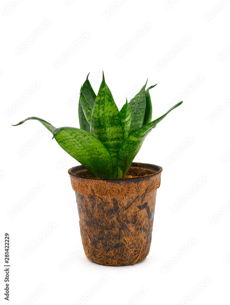 Auspicious flowers in pots made from coconut flakes isolated on white background.