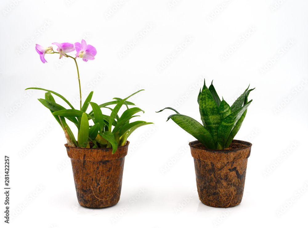 Auspicious flowers in pots made from coconut flakes isolated on white background.