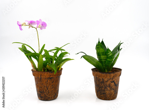 Auspicious flowers in pots made from coconut flakes isolated on white background.