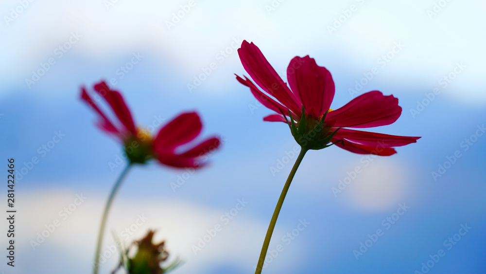 Fototapeta premium red flower and blue sky