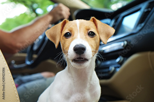 Cute two months old Jack Russel terrier puppy with folded ears inside the car. Small adorable doggy with funny fur stains. Close up, copy space, background.