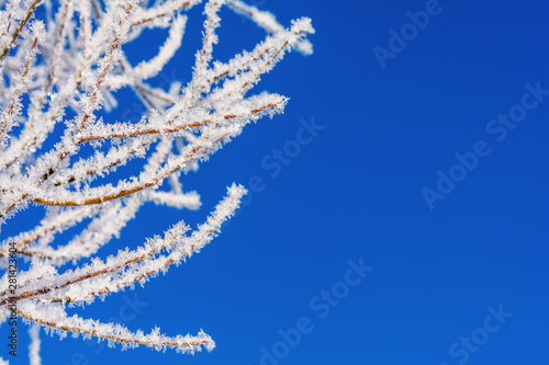 White tree branches on the blue sky  copy space