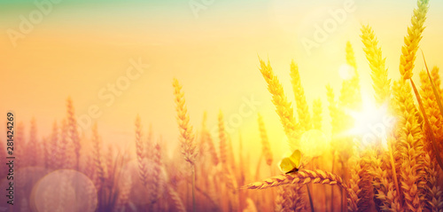 Countryside landscape; sunrise over summer golden wheat field