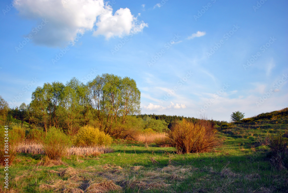 Landscape with green meadow and trees on it, yellow reeds, blue cloudy sky on horizon, sunny cloudy day