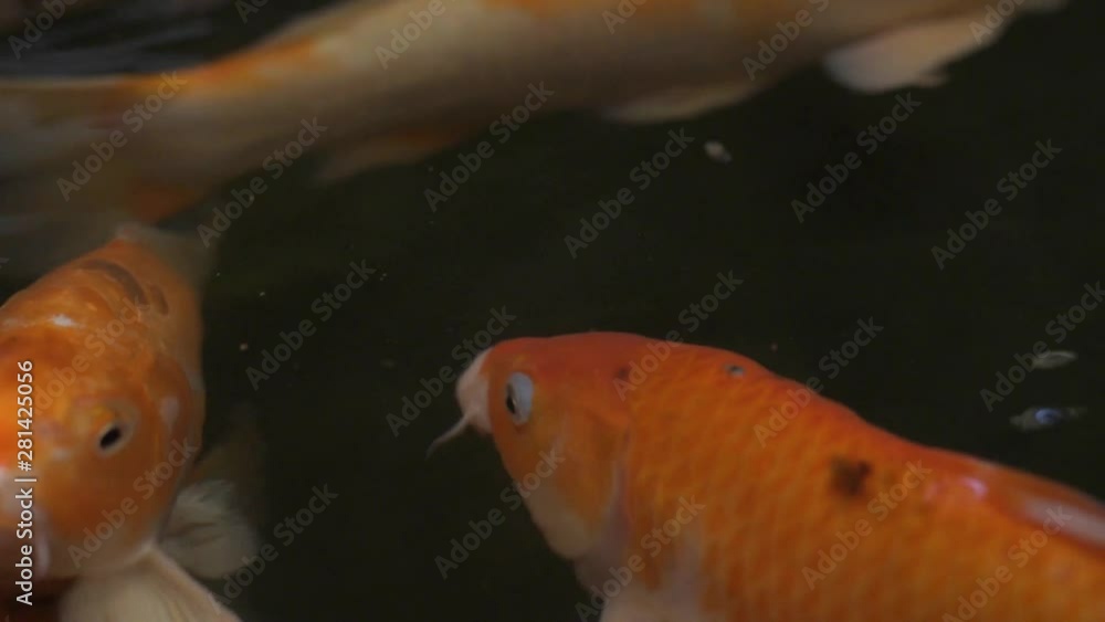 Colourful Koi carp. Colourful and vivid Koi carp swimming around in a pond in Thailand. Colourful Koi carp. Colourful and vivid Koi carp swimming around in a pond in Thailand.