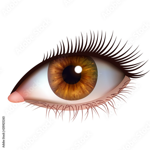 Realistic brown eye with eyelashes on white background