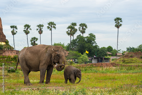 Elephant family in ancient field at Ayutthaya Historical Park in Ayutthaya  Thailand