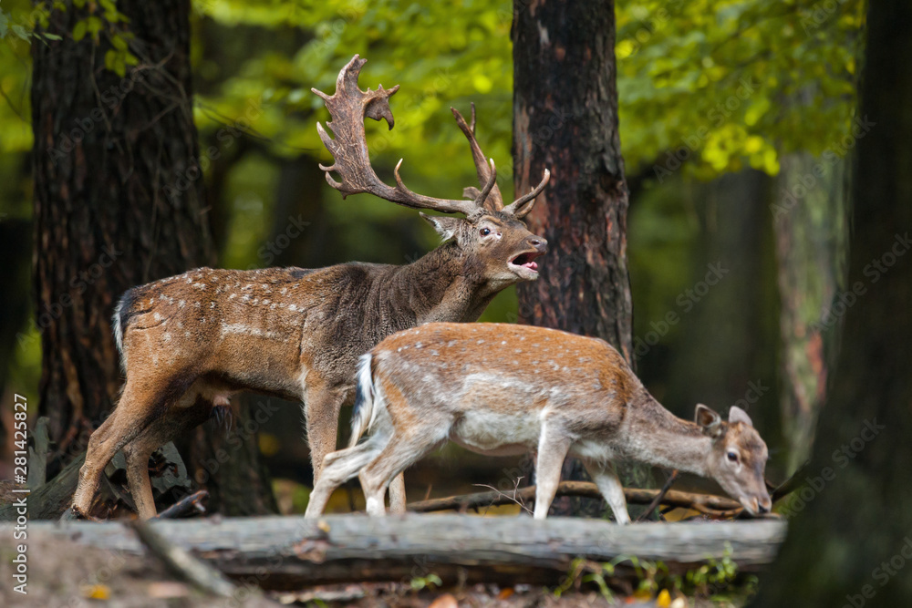 Couple of mammal fallow deer, dama dama, roaring with sniffing in the forest in the mating season. The male from the pair drive away enemy with female walking through wood with blurred background.