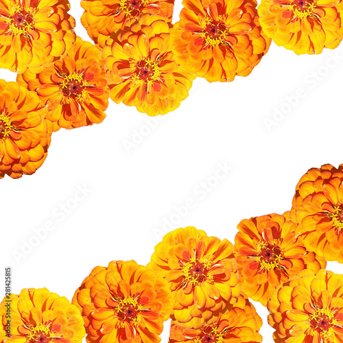 Fototapeta Naklejka Na Ścianę i Meble -  Beautiful floral background of orange tsiniya. Isolated