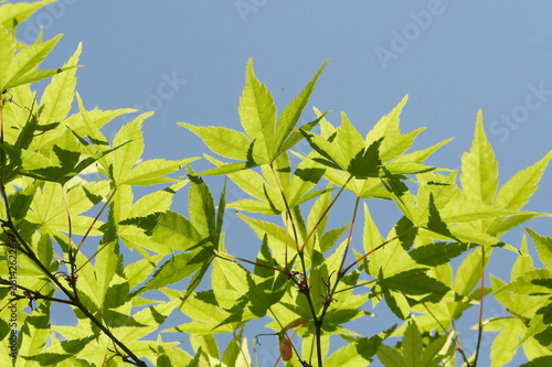 新緑京都の青紅葉