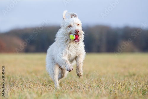 Hund beim Spielen auf dem Feld