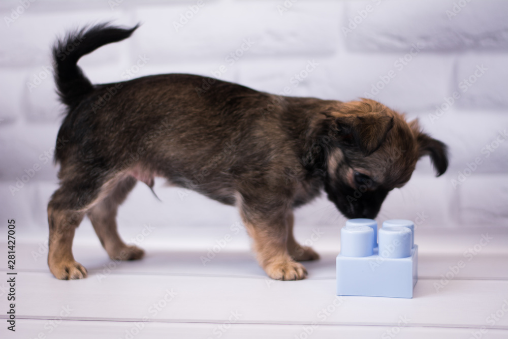 Chihuahua puppy spitz dog pet yorkshire terrier Chihuahua puppy spitz dog pet yorkshire terrier