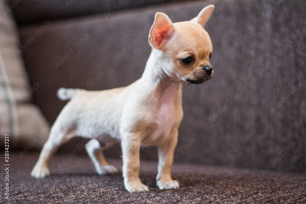 Chihuahua puppy spitz dog pet yorkshire terrier Chihuahua puppy spitz dog pet yorkshire terrier