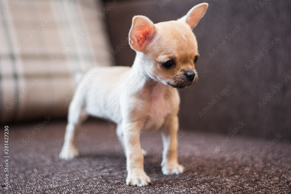Chihuahua puppy spitz dog pet yorkshire terrier