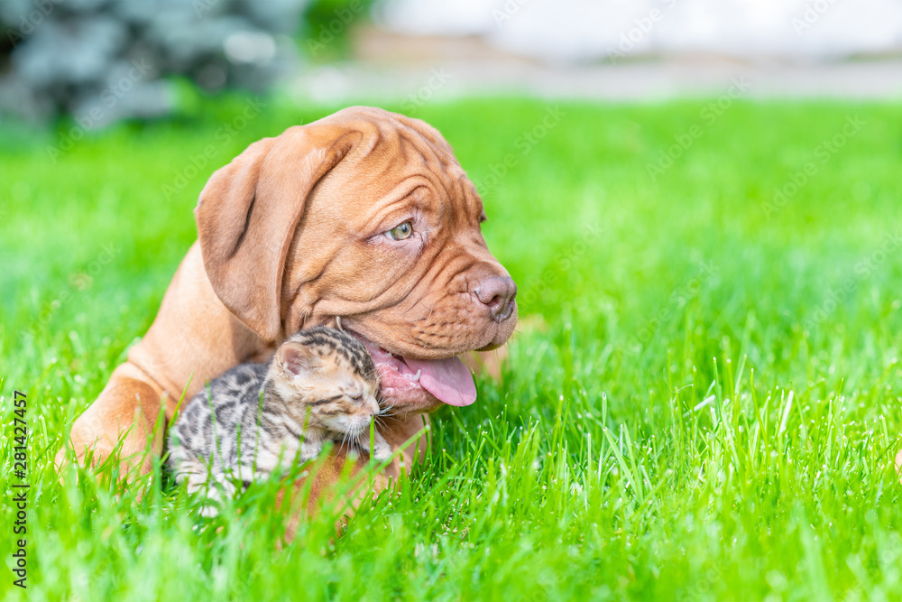 Mastiff puppy hugging baby bengal kitten on green summer grass and looking away on empty space Mastiff puppy hugging baby bengal kitten on green summer grass and looking away on empty space