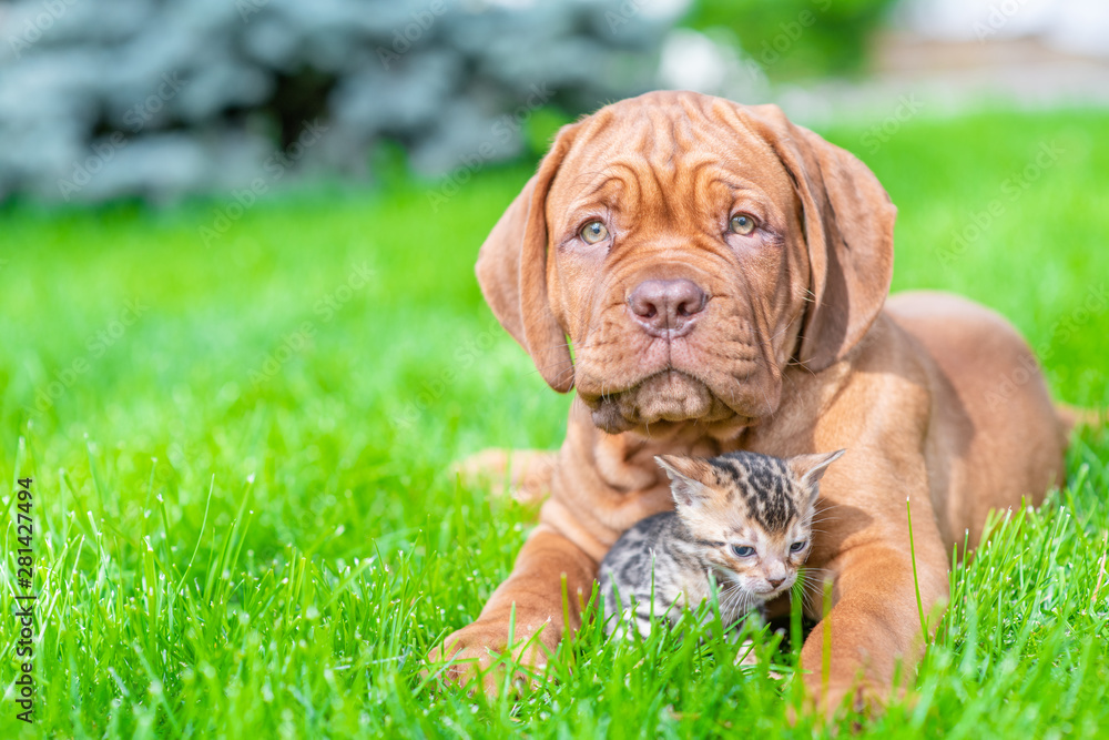 Mastiff puppy lying with baby bengal kitten on green summer grass. Empty space for text