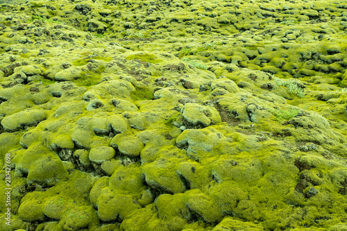 Lava fields moss covered in Skaftareldahraun, Iceland