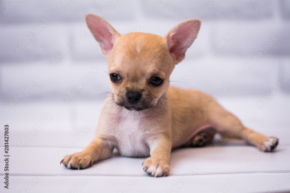 Chihuahua puppy spitz dog pet yorkshire terrier Chihuahua puppy spitz dog pet yorkshire terrier