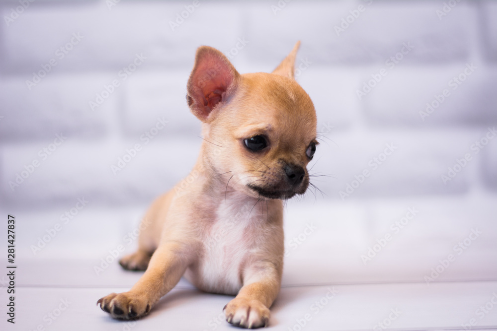 Chihuahua puppy spitz dog pet yorkshire terrier Chihuahua puppy spitz dog pet yorkshire terrier