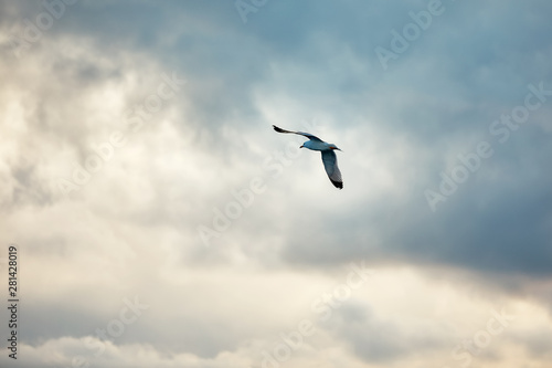 Seagull fly and hover against a moody dramatic cloudy sky