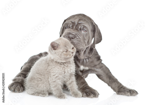 Mastiff puppy kissing gray kitten. isolated on white background