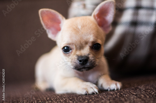 Chihuahua puppy spitz dog pet yorkshire terrier