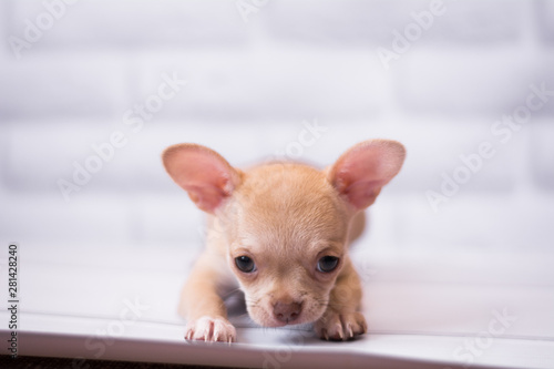 Chihuahua puppy spitz dog pet yorkshire terrier © Дария