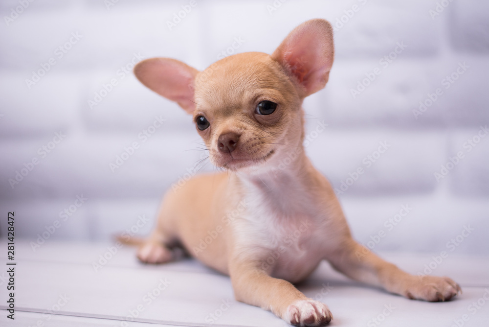 Chihuahua puppy spitz dog pet yorkshire terrier Chihuahua puppy spitz dog pet yorkshire terrier