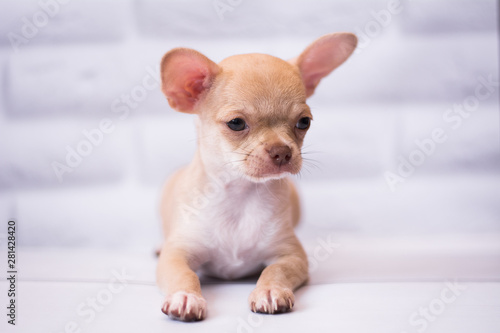 Chihua breed small puppy, dog, looking at the camera