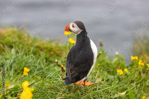 The Atlantic puffin (Fratercula arctica), the common puffin in Borgarfjörður a fjord in the west of Iceland near the town of Borgarnes © Giuma