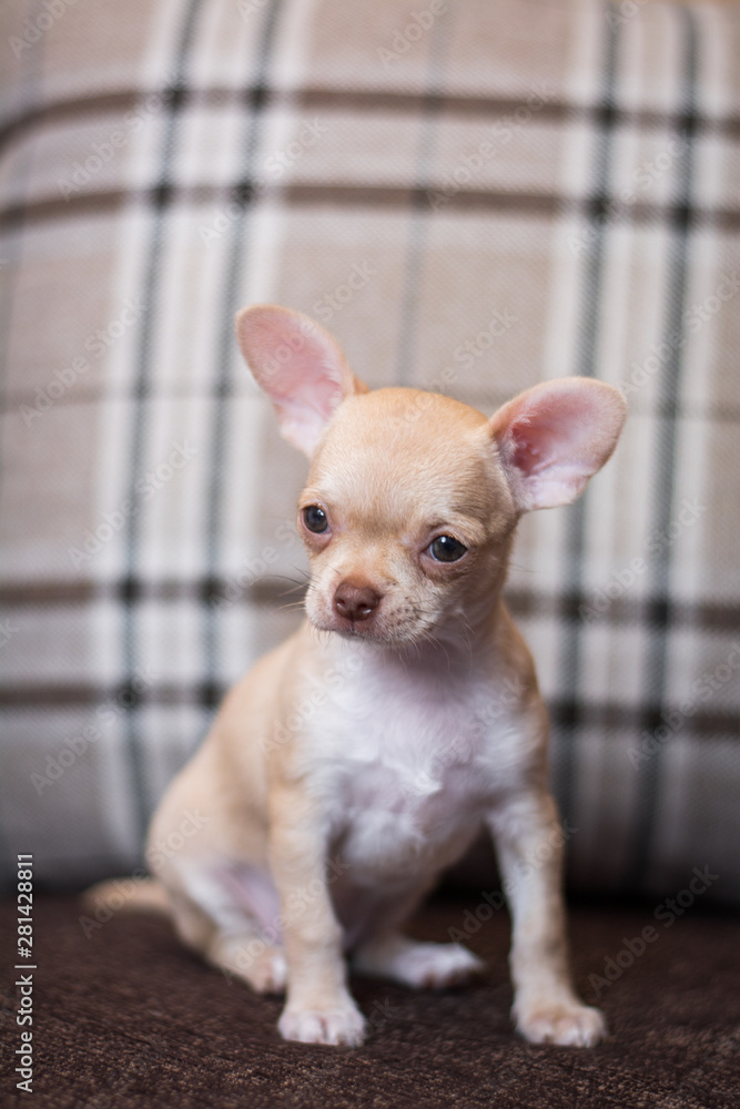 Chihuahua puppy spitz dog pet yorkshire terrier Chihuahua puppy spitz dog pet yorkshire terrier