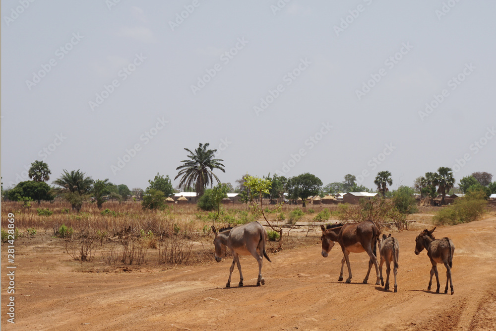 Donkey herd in the savannah of northern Togo