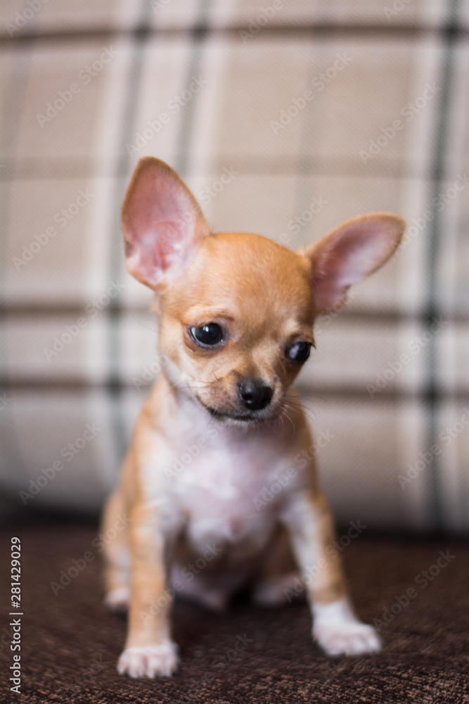 Chihuahua puppy spitz dog pet yorkshire terrier Chihuahua puppy spitz dog pet yorkshire terrier