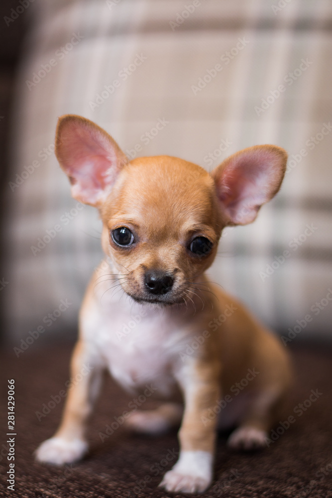 Chihua breed small puppy, dog, looking at the camera Chihua breed small puppy, dog, looking at the camera