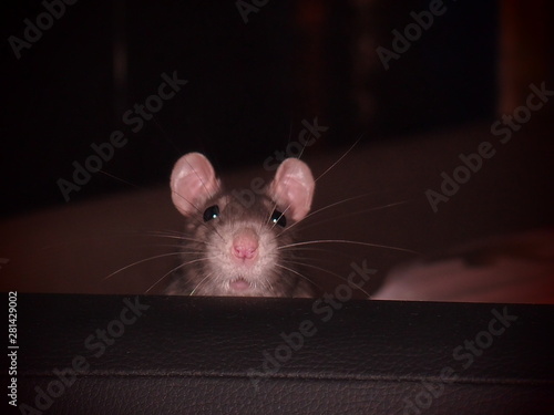 mouse 