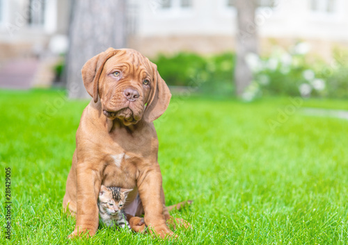 Mastiff puppy sitting with baby bengal kitten on green summer grass. Empty space for text © Ermolaev Alexandr