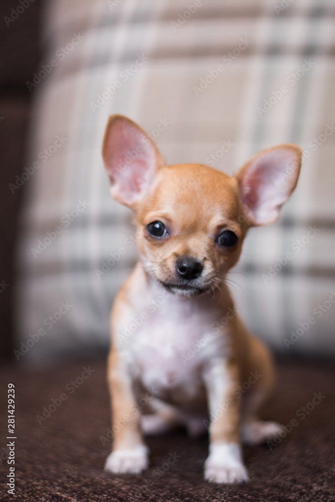 Chihua breed small puppy, dog, looking at the camera Chihua breed small puppy, dog, looking at the camera