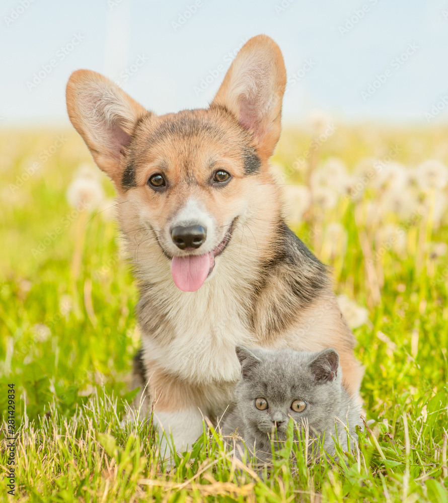 Pembroke Welsh Corgi puppy lying with kitten on a summer grass