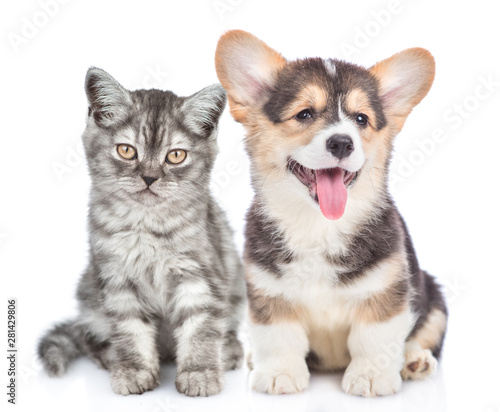 Welsh corgi puppy with open mouth sits with tabby kitten and looking at camera. isolated on white background
