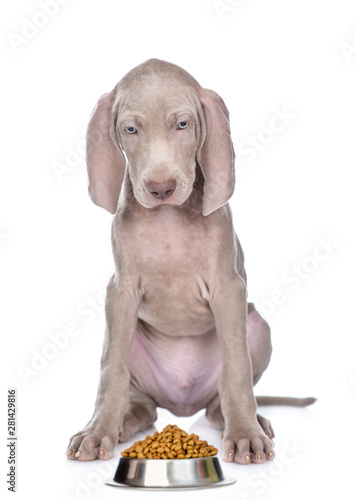 Weimaraner puppy looking at bowl of dry dog food. isolated on white background