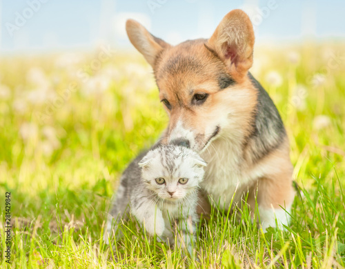 Playful Pembroke Welsh Corgi puppy sniffing tabby kitten on a summer grass