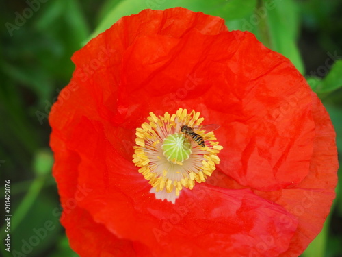 poppy on green background