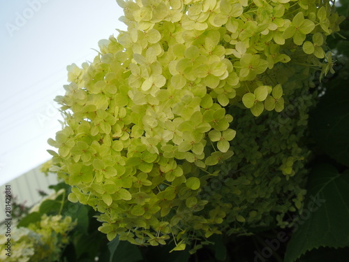 yellow flower