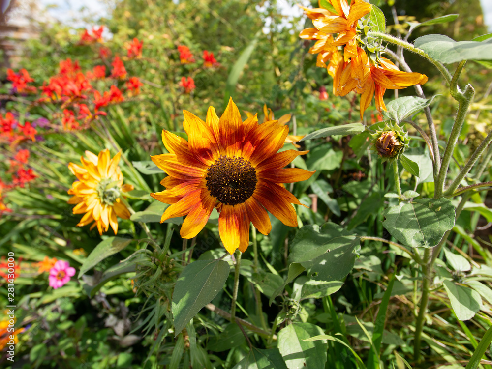 gardens and estate packwood house warwickshire england uk gardens and estate packwood house warwickshire england uk
