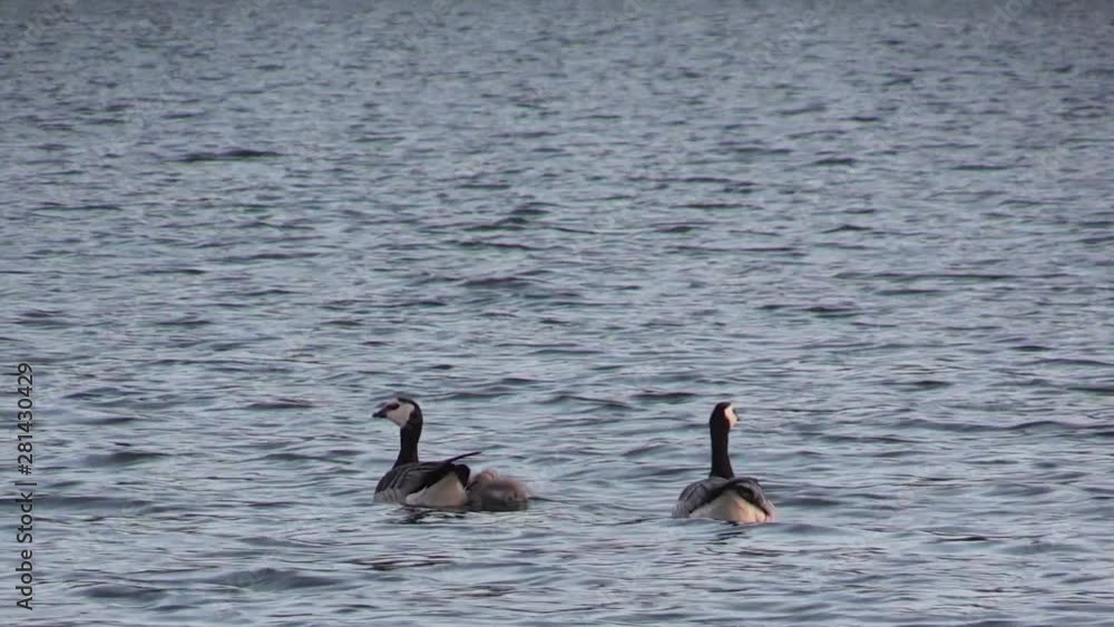 Ducks swimming in water. Group of animals in river. Relax in lake. Waves.