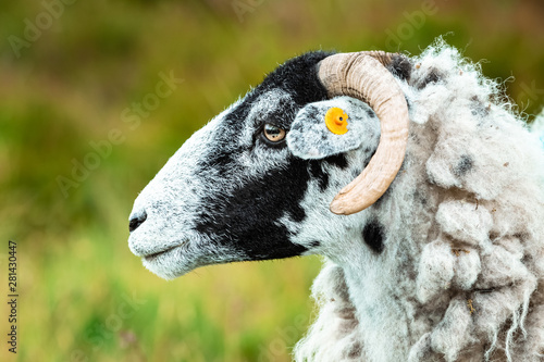 Swaledale Ewe, facing left.  Close up of head and shoulders..  Blurred background. Landscape, horizontal.  Space for copy. photo