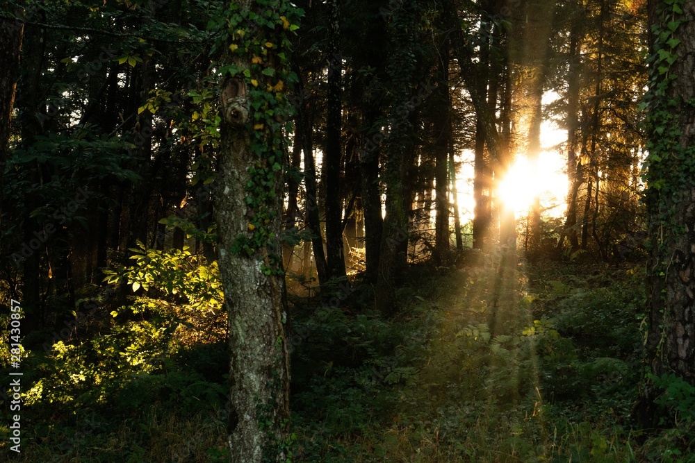 Fototapeta premium Forêt lever de soleil