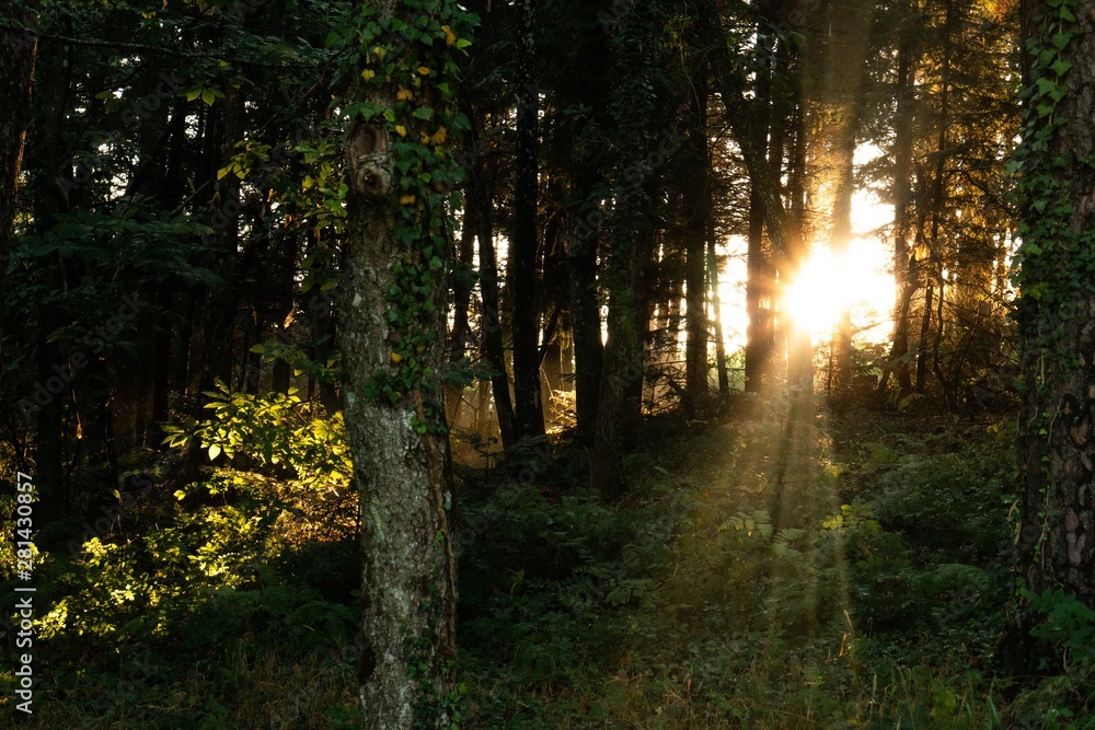 Forêt lever de soleil